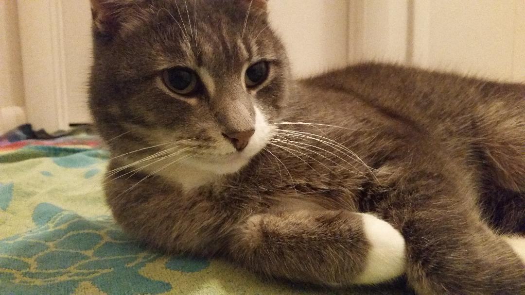 Buddy Smith OS 0921, a Adoptable mixed breed in West Bloomfield, MI image 2/6