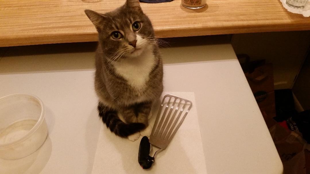 Buddy Smith OS 0921, a Adoptable mixed breed in West Bloomfield, MI image 5/6