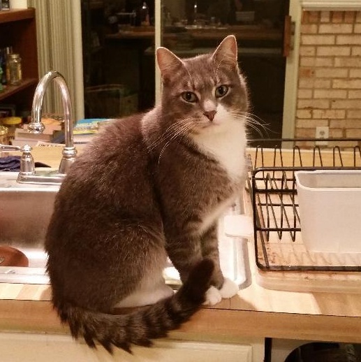 Buddy Smith OS 0921, a Adoptable mixed breed in West Bloomfield, MI image 3/6