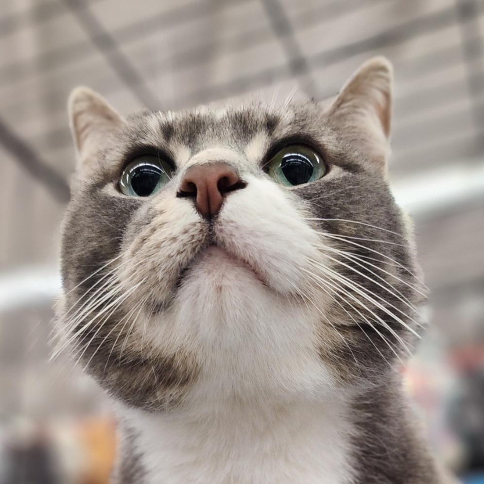 Buddy Smith OS 0921, a Adoptable mixed breed in West Bloomfield, MI image 4/6