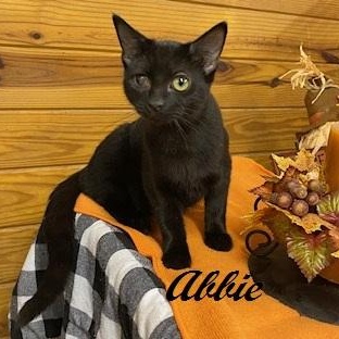 Abbie - sweet girl at The Kitten Around Cat Lounge!, a Adoptable Domestic Short Hair in Southern Pines, NC image 1/3