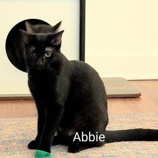 Enlarge Abbie - sweet girl at The Kitten Around Cat Lounge!, a Adoptable Domestic Short Hair in Southern Pines, NC image 1/5