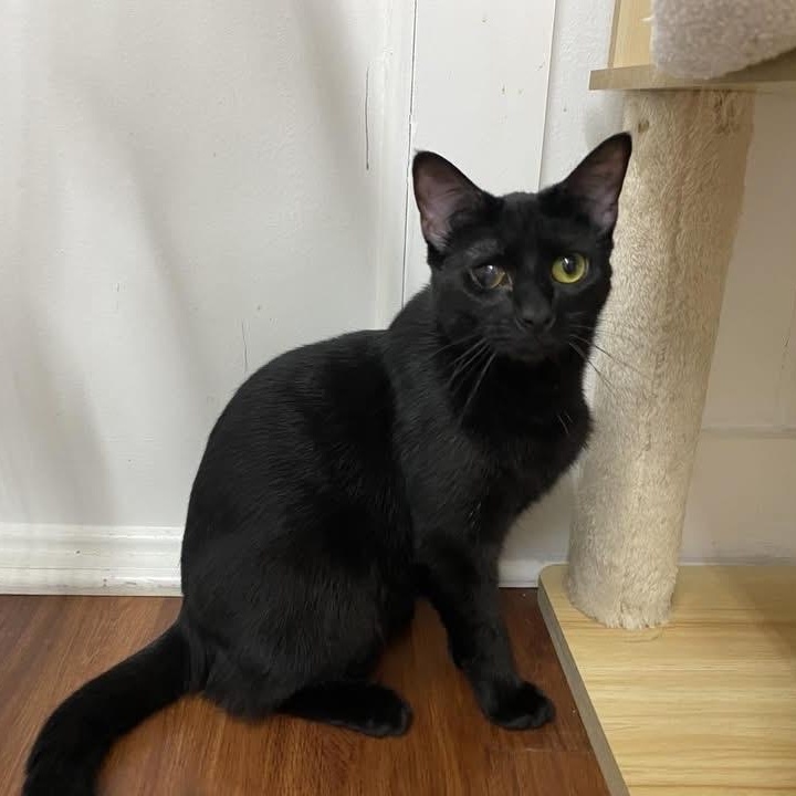 Abbie - sweet girl at The Kitten Around Cat Lounge!, Adoptable, Kitten Female Domestic Short Hair.