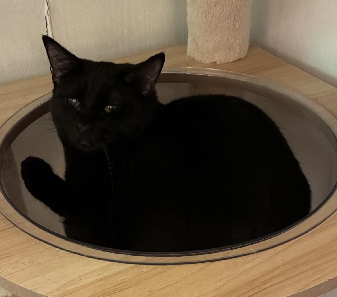 Enlarge Abbie - sweet girl at The Kitten Around Cat Lounge!, a Adoptable Domestic Short Hair in Southern Pines, NC image 5/5