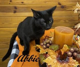 Abbie - sweet girl at The Kitten Around Cat Lounge!, a Adoptable Domestic Short Hair in Southern Pines, NC image 2/3