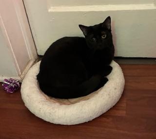 Enlarge Abbie - sweet girl at The Kitten Around Cat Lounge!, a Adoptable Domestic Short Hair in Southern Pines, NC image 3/5