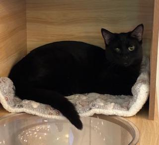 Enlarge Abbie - sweet girl at The Kitten Around Cat Lounge!, a Adoptable Domestic Short Hair in Southern Pines, NC image 4/5