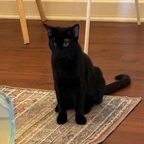 Abbie - sweet girl at The Kitten Around Cat Lounge!, Adoptable, Kitten Female Domestic Short Hair.