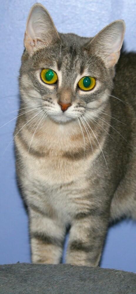 Navy, Adoptable, Adult Female Domestic Short Hair.