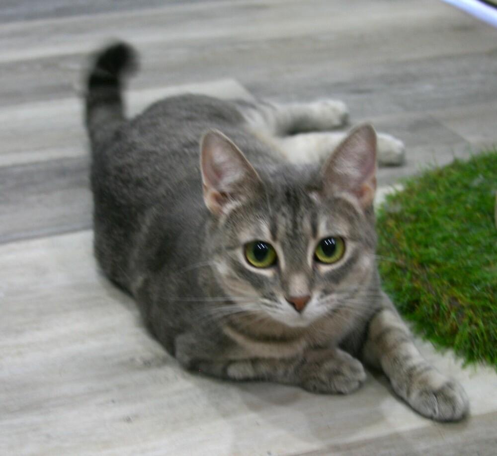 Enlarge Navy, a Adoptable mixed breed in Linton, IN image 2/3
