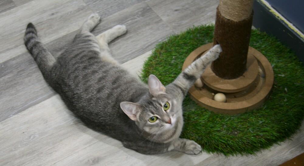 Enlarge Navy, a Adoptable mixed breed in Linton, IN image 3/3