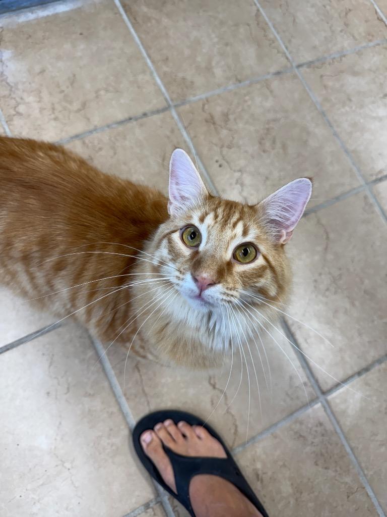 Atticus, Adoptable, Young Male Domestic Long Hair.