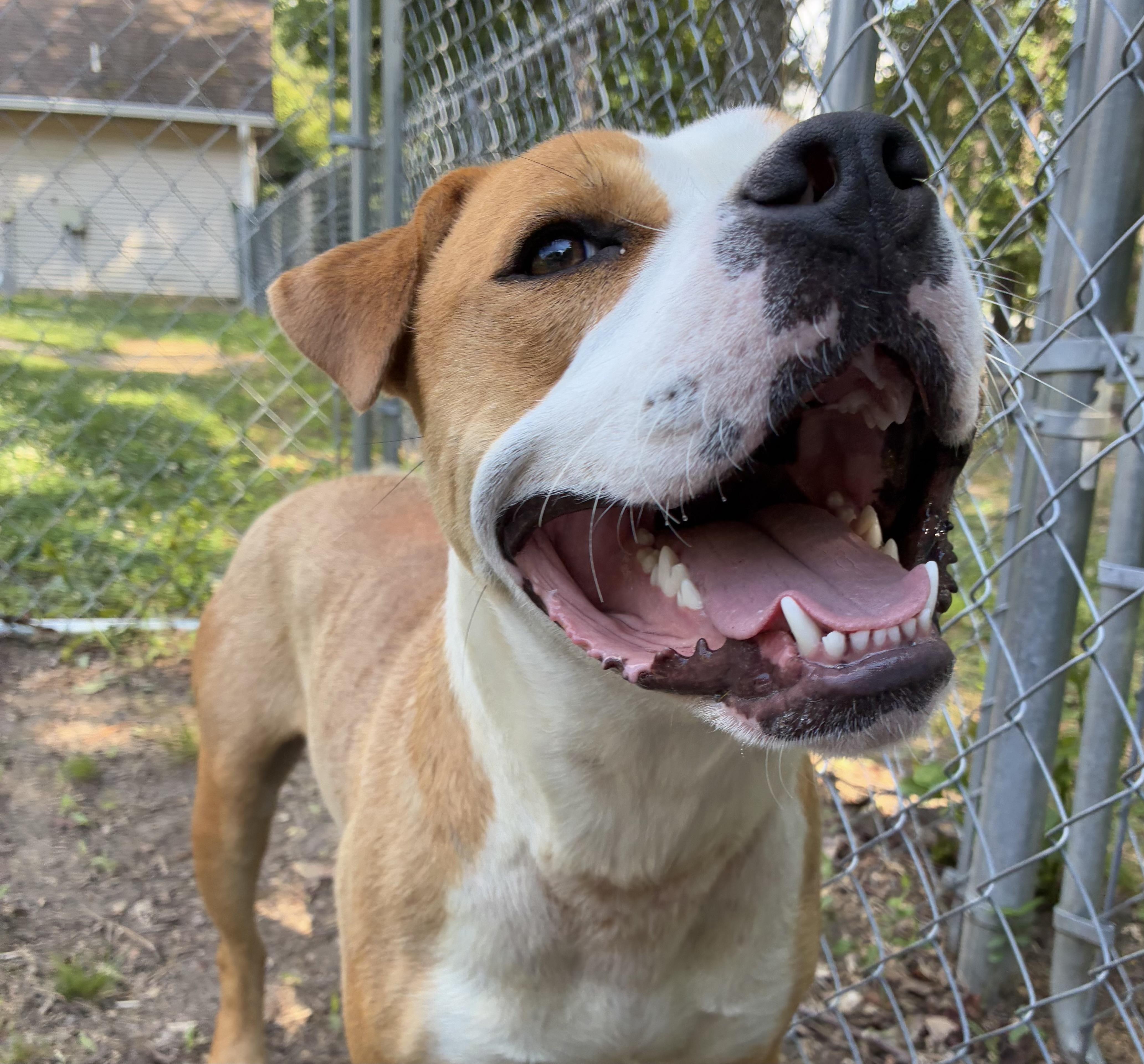 Simba, a ADOPTABLE mixed breed in Heathsville, VA image 4/6