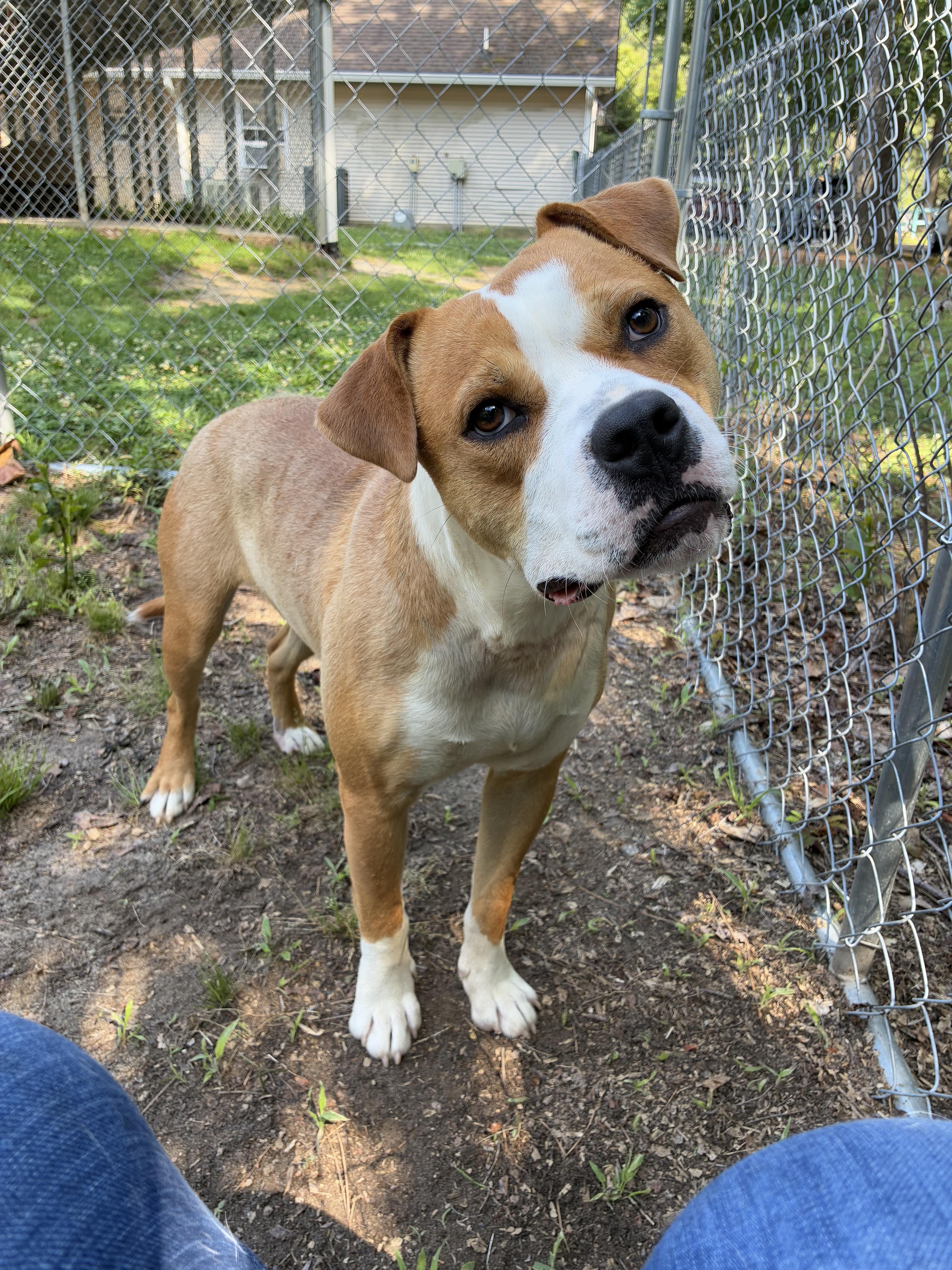Simba, a ADOPTABLE mixed breed in Heathsville, VA image 2/6