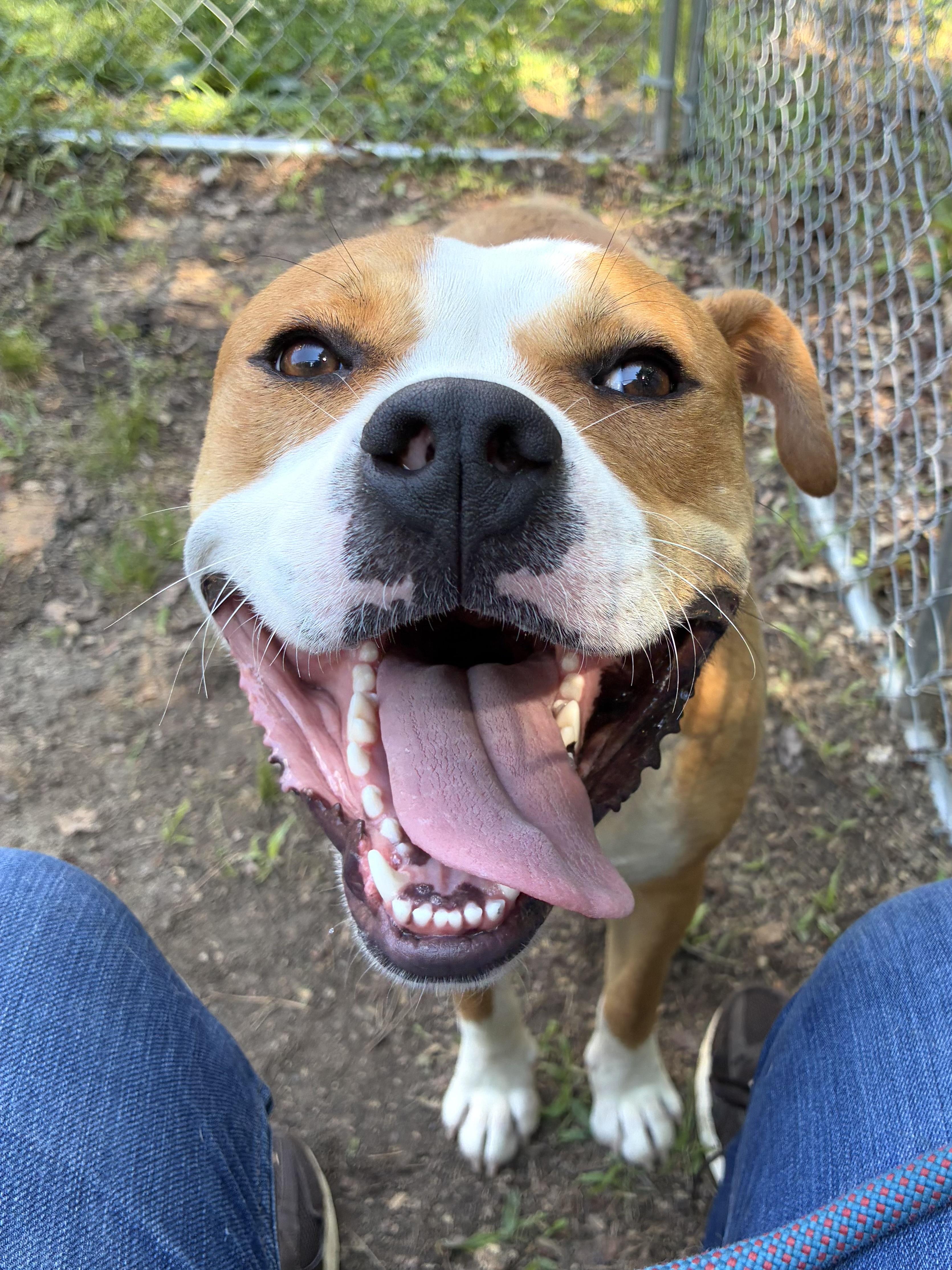 Simba, a ADOPTABLE mixed breed in Heathsville, VA image 5/6