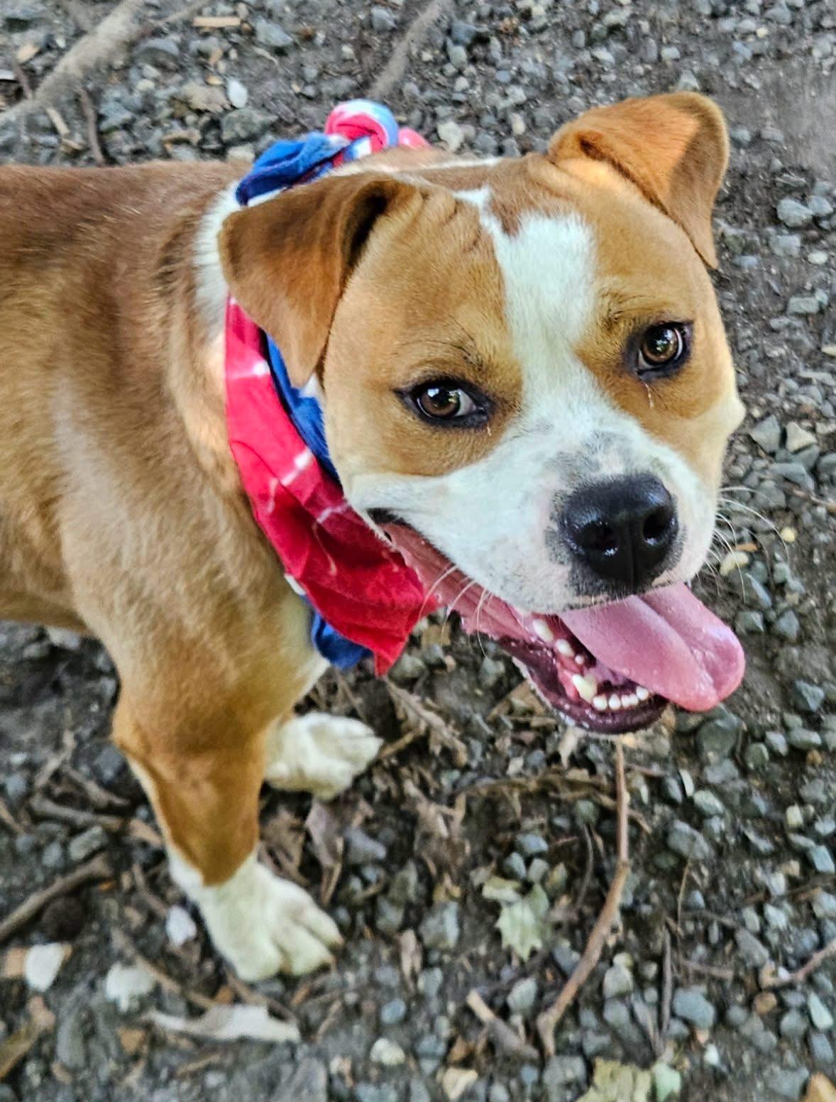 Simba, ADOPTABLE, Young Male Staffordshire Bull Terrier & Mixed Breed.
