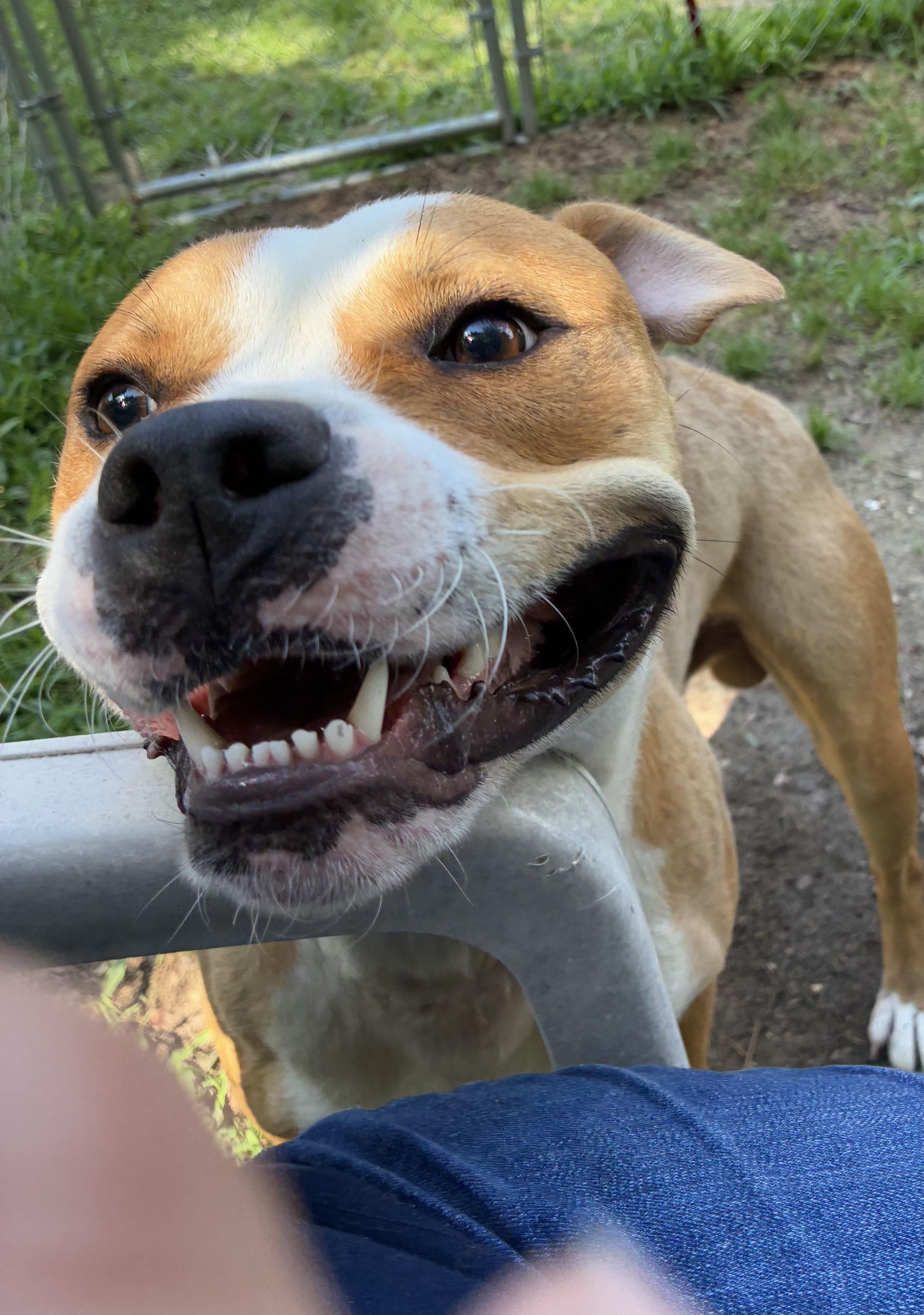 Simba, a ADOPTABLE mixed breed in Heathsville, VA image 6/6