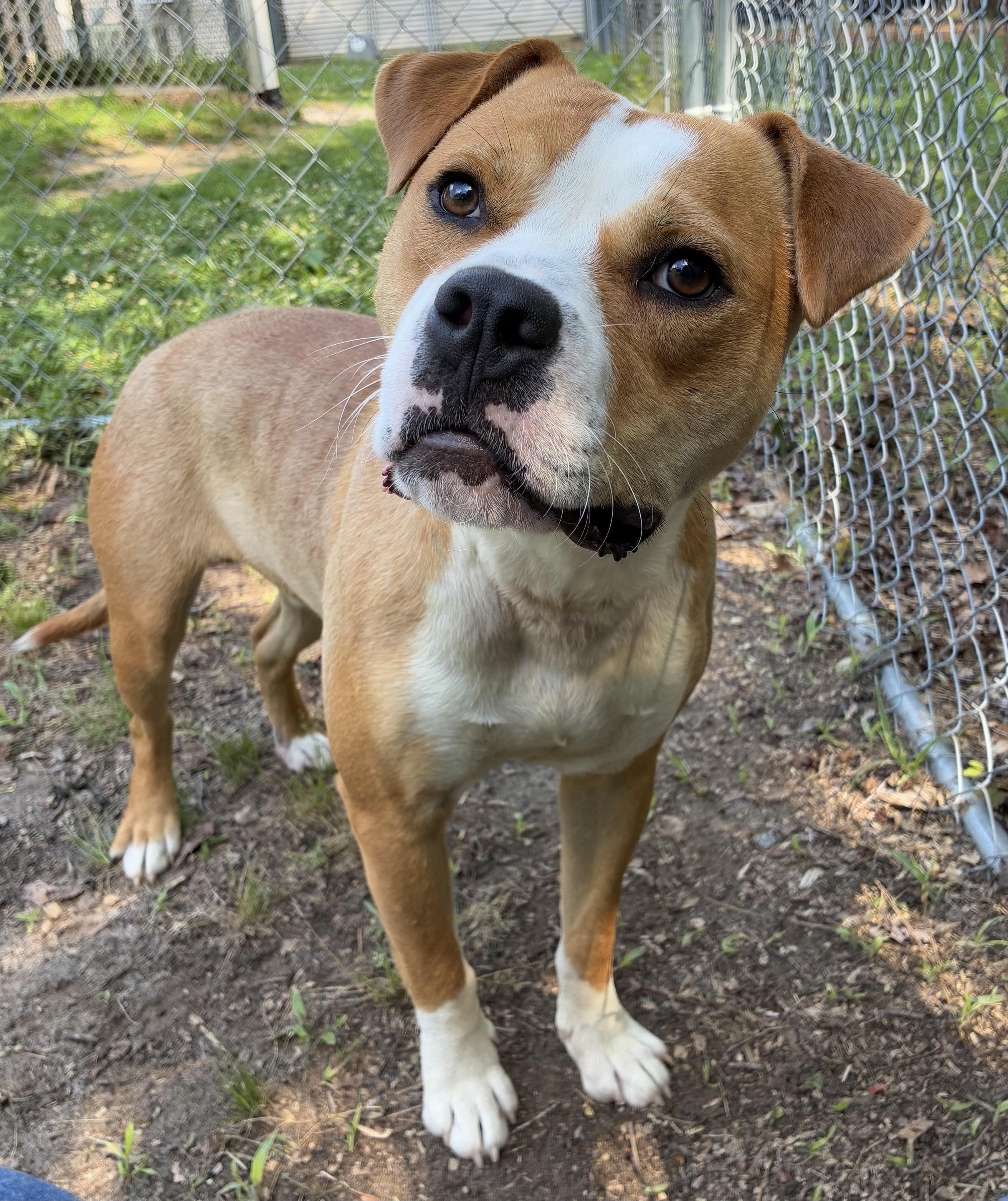 Simba, a ADOPTABLE mixed breed in Heathsville, VA image 3/6