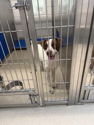 Cornbread, Adoptable, Young Male Pit Bull Terrier & Mixed Breed.