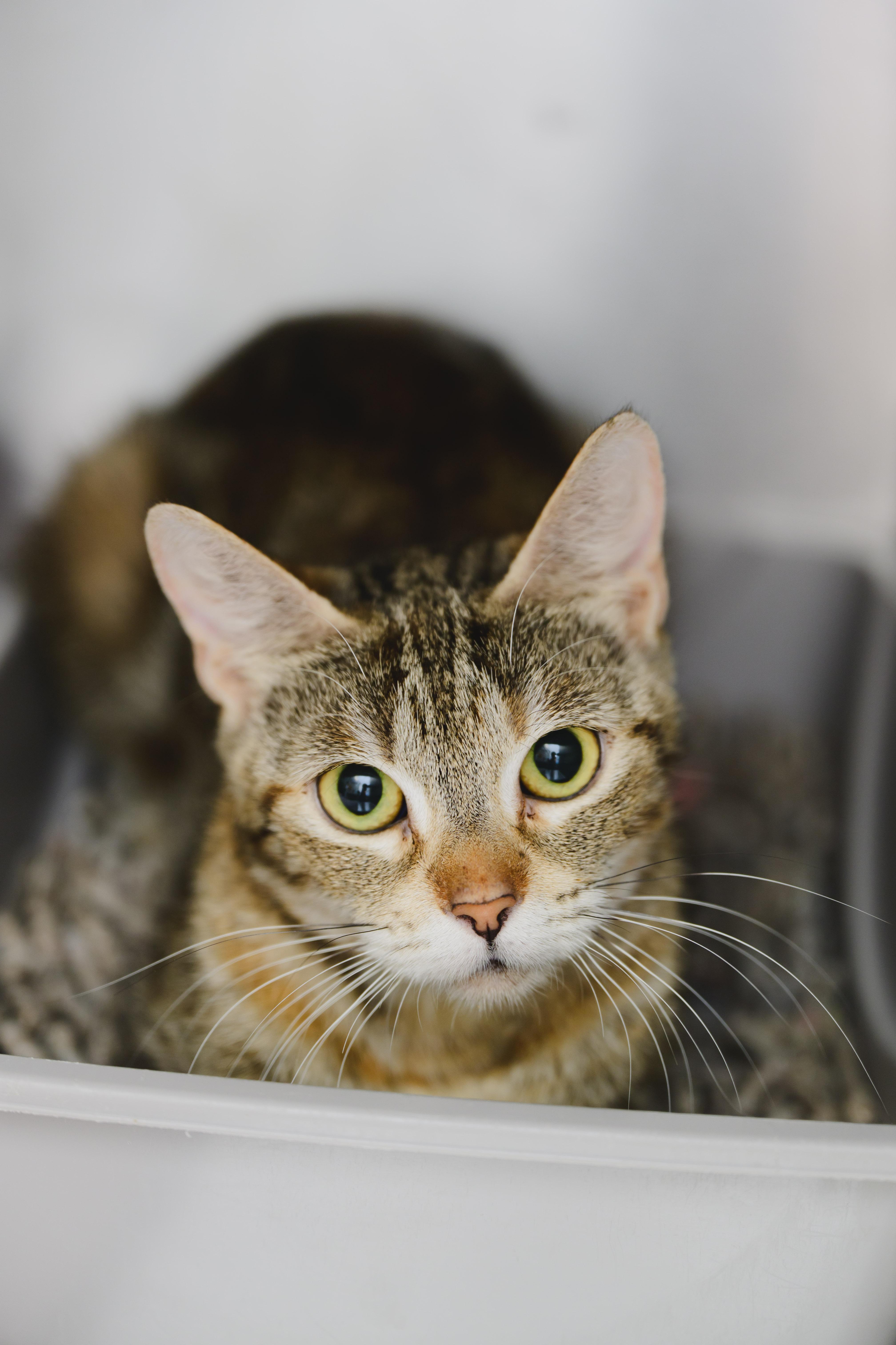 Enlarge Mimosa, a Adoptable Domestic Short Hair in Honolulu, HI image 1/1