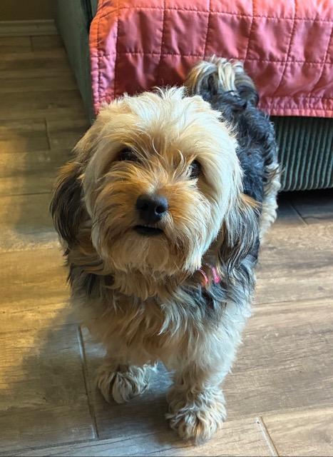 Enlarge Cuddles, an adopted Yorkie Poo in Tulsa, OK image 2/3