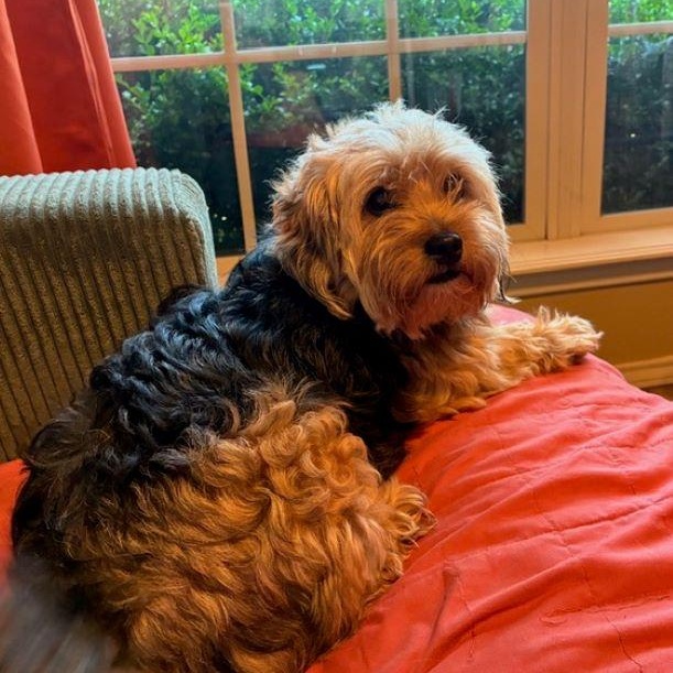 Enlarge Cuddles, an adopted Yorkie Poo in Tulsa, OK image 3/3