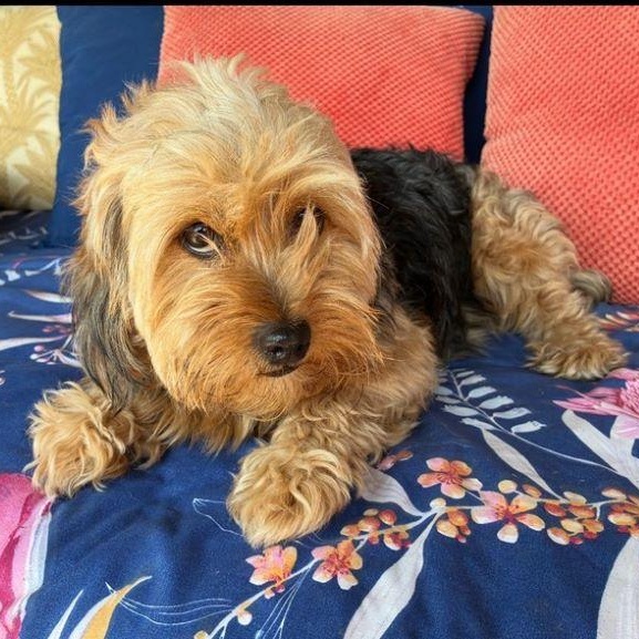 Enlarge Cuddles, an adopted Yorkie Poo in Tulsa, OK image 1/3
