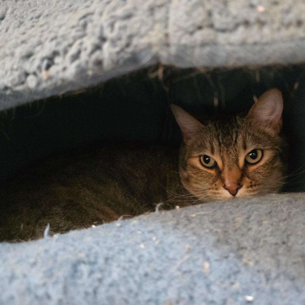 Kiki, Adoptable, Adult Female Domestic Short Hair.