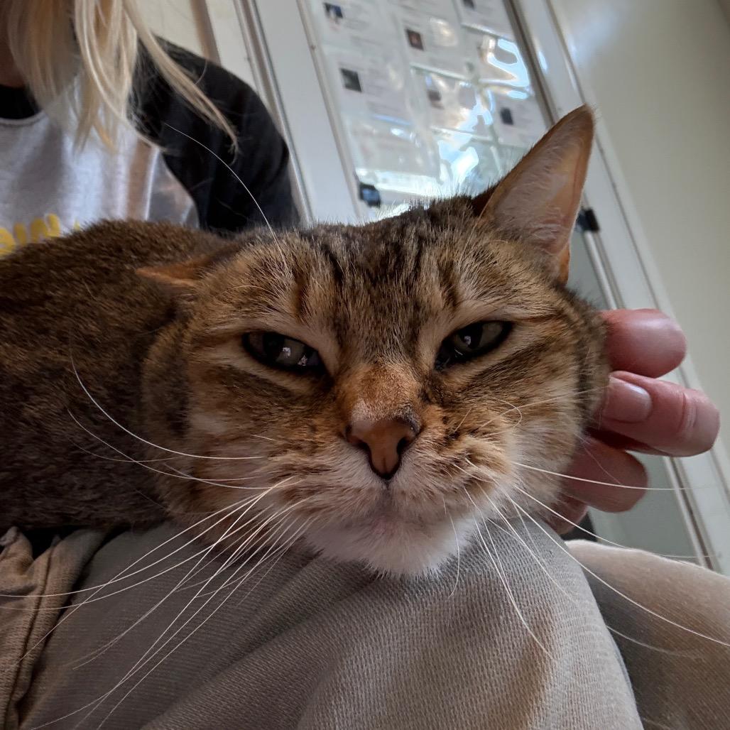 Enlarge Kiki, a Adoptable Domestic Short Hair in Denver, CO image 2/6