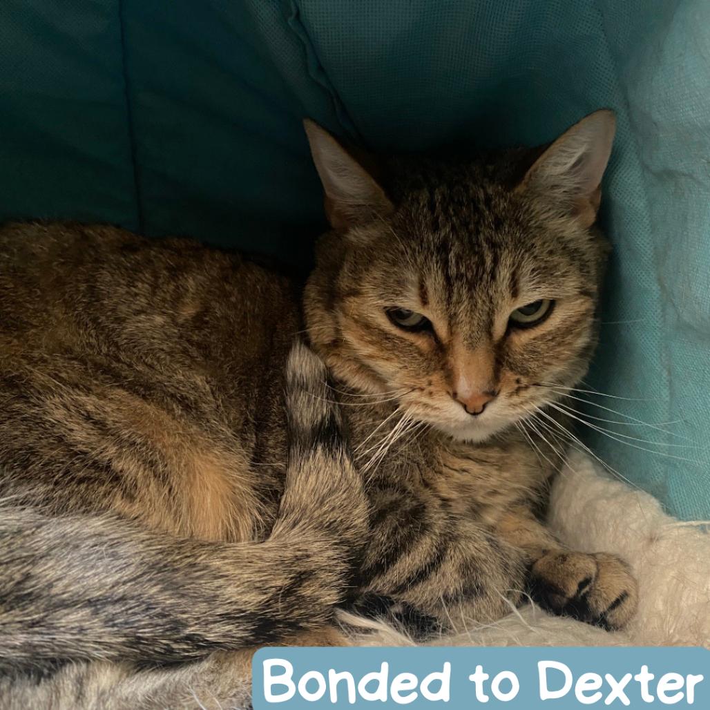 Enlarge Kiki, a Adoptable Domestic Short Hair in Denver, CO image 3/6