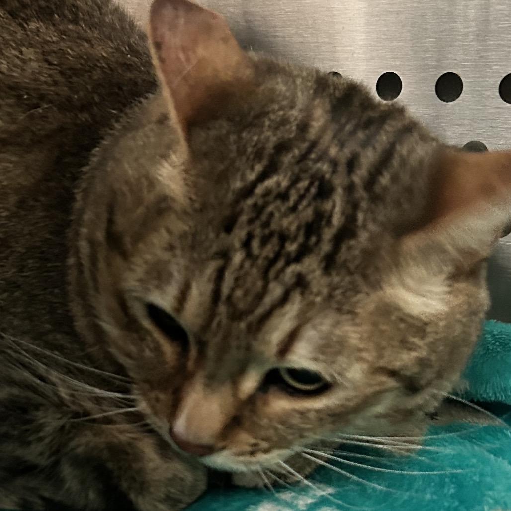 Enlarge Kiki, a Adoptable Domestic Short Hair in Denver, CO image 4/6