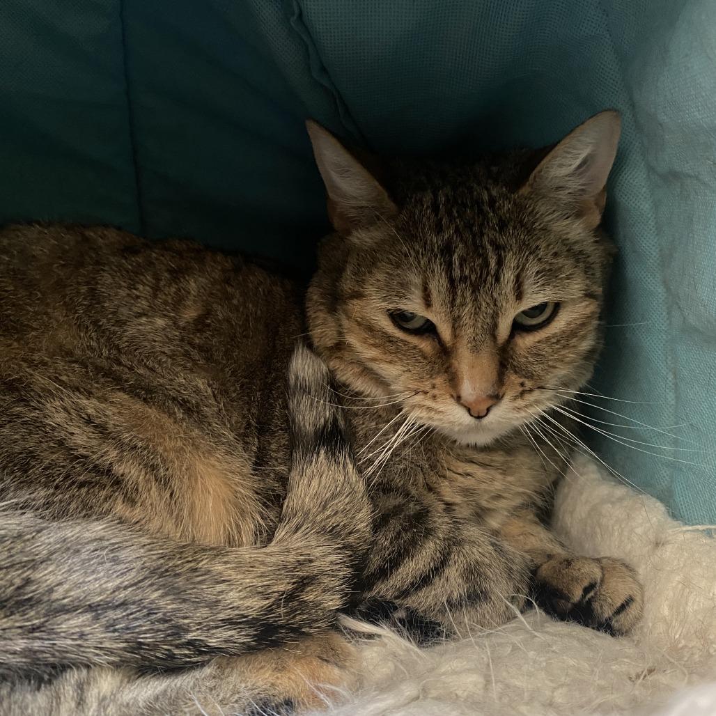 Enlarge Kiki, a Adoptable Domestic Short Hair in Denver, CO image 5/6