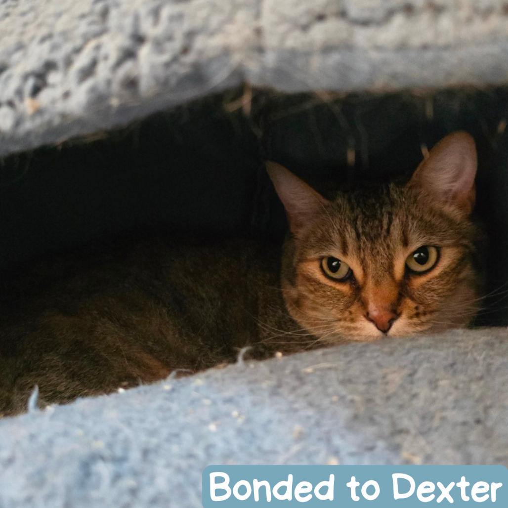 Enlarge Kiki, a Adoptable Domestic Short Hair in Denver, CO image 6/6