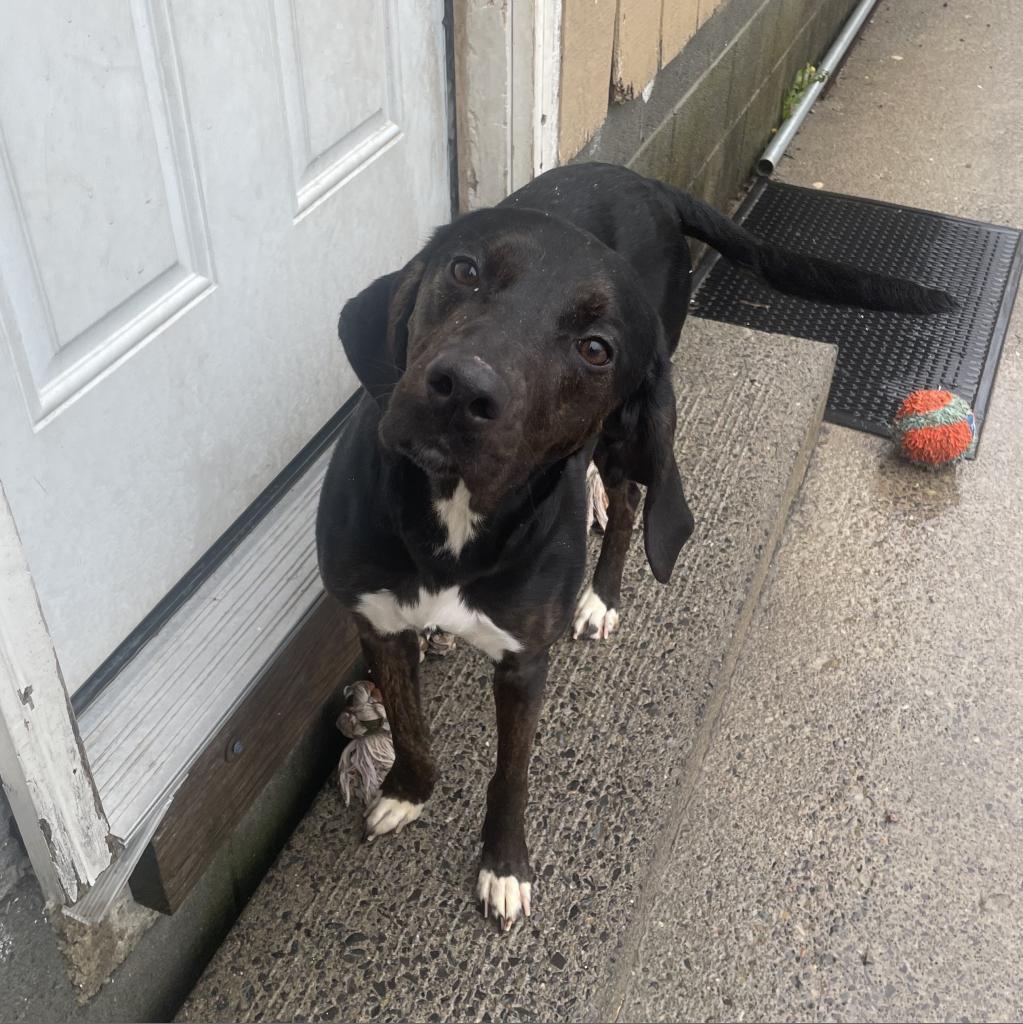 Harley, Adoptable, Adult Female Black Labrador Retriever & Treeing Walker Coonhound.