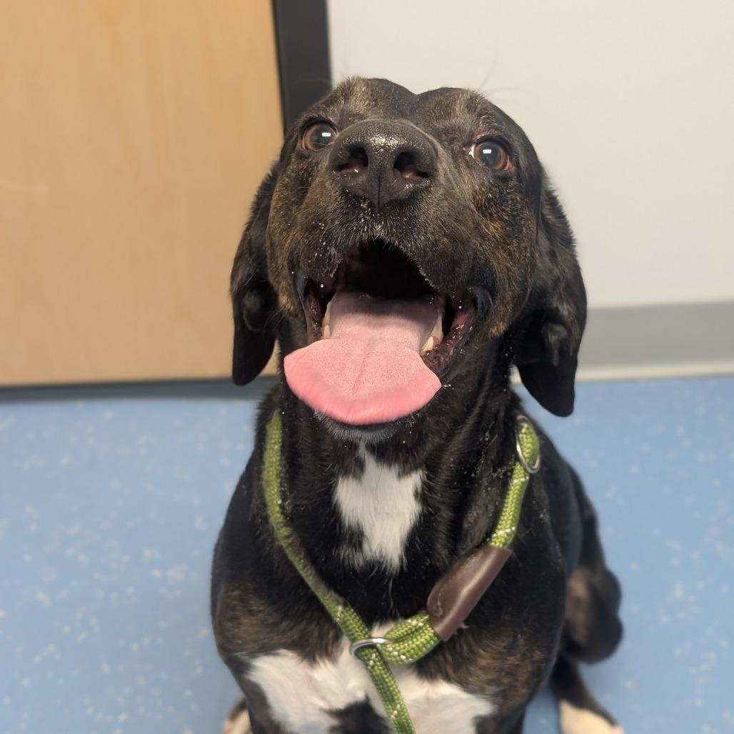 Enlarge Harley, a Adoptable mixed breed in Watertown, NY image 2/5