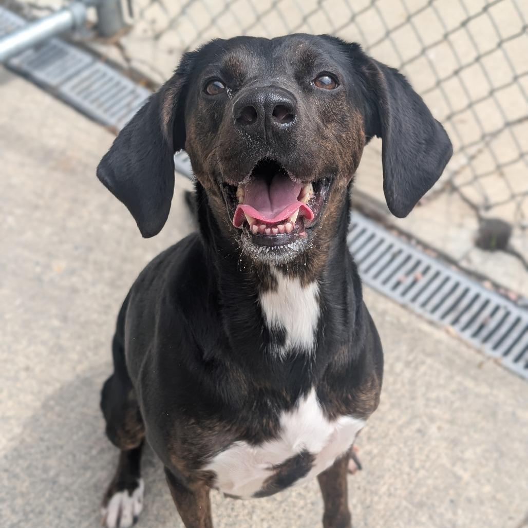 Enlarge Harley, a Adoptable mixed breed in Watertown, NY image 3/5