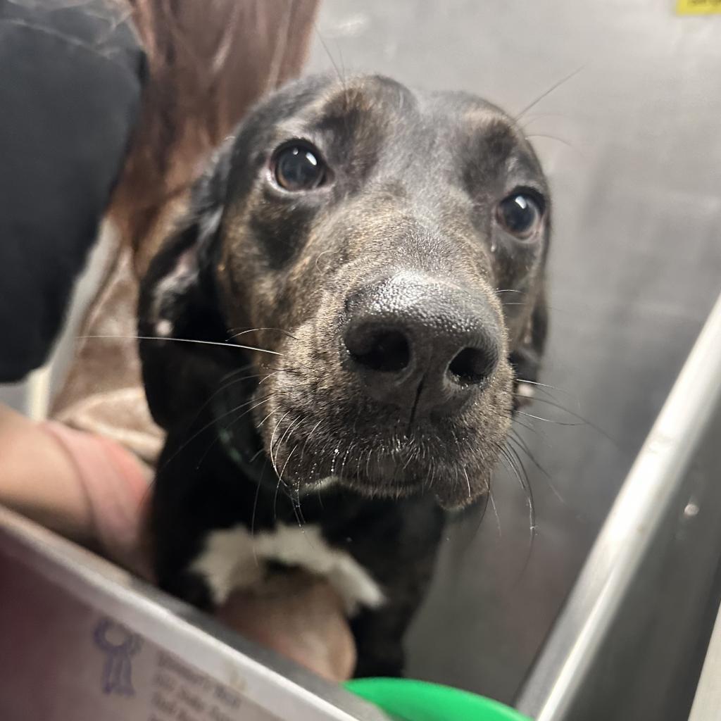 Enlarge Harley, a Adoptable mixed breed in Watertown, NY image 4/5