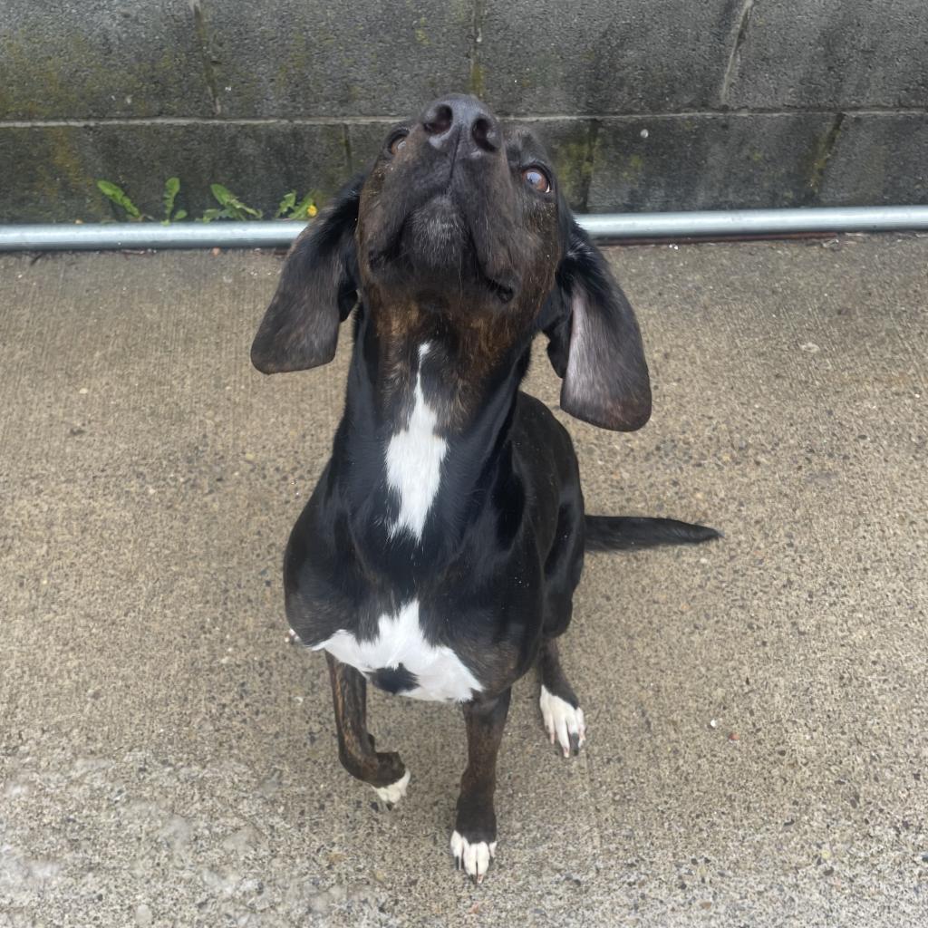 Enlarge Harley, a Adoptable mixed breed in Watertown, NY image 5/5