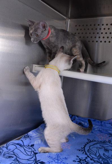 Enlarge Anna, an adopted mixed breed in Fort Leavenworth, KS image 3/6