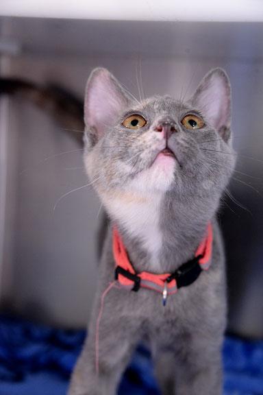 Enlarge Anna, an adopted mixed breed in Fort Leavenworth, KS image 2/6