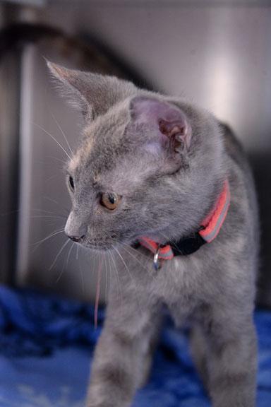 Enlarge Anna, an adopted mixed breed in Fort Leavenworth, KS image 4/6