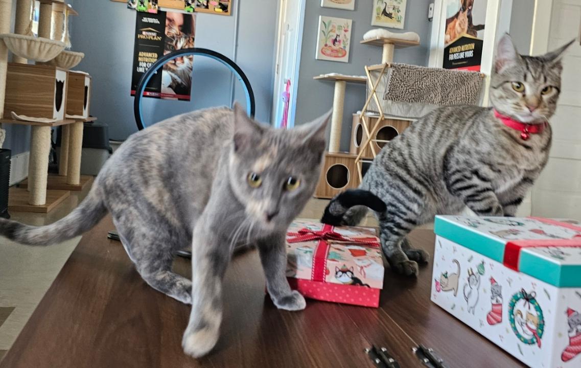 Enlarge Anna, an adopted mixed breed in Fort Leavenworth, KS image 6/6