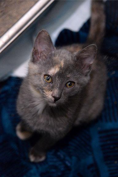 Enlarge Anna, an adopted mixed breed in Fort Leavenworth, KS image 5/6