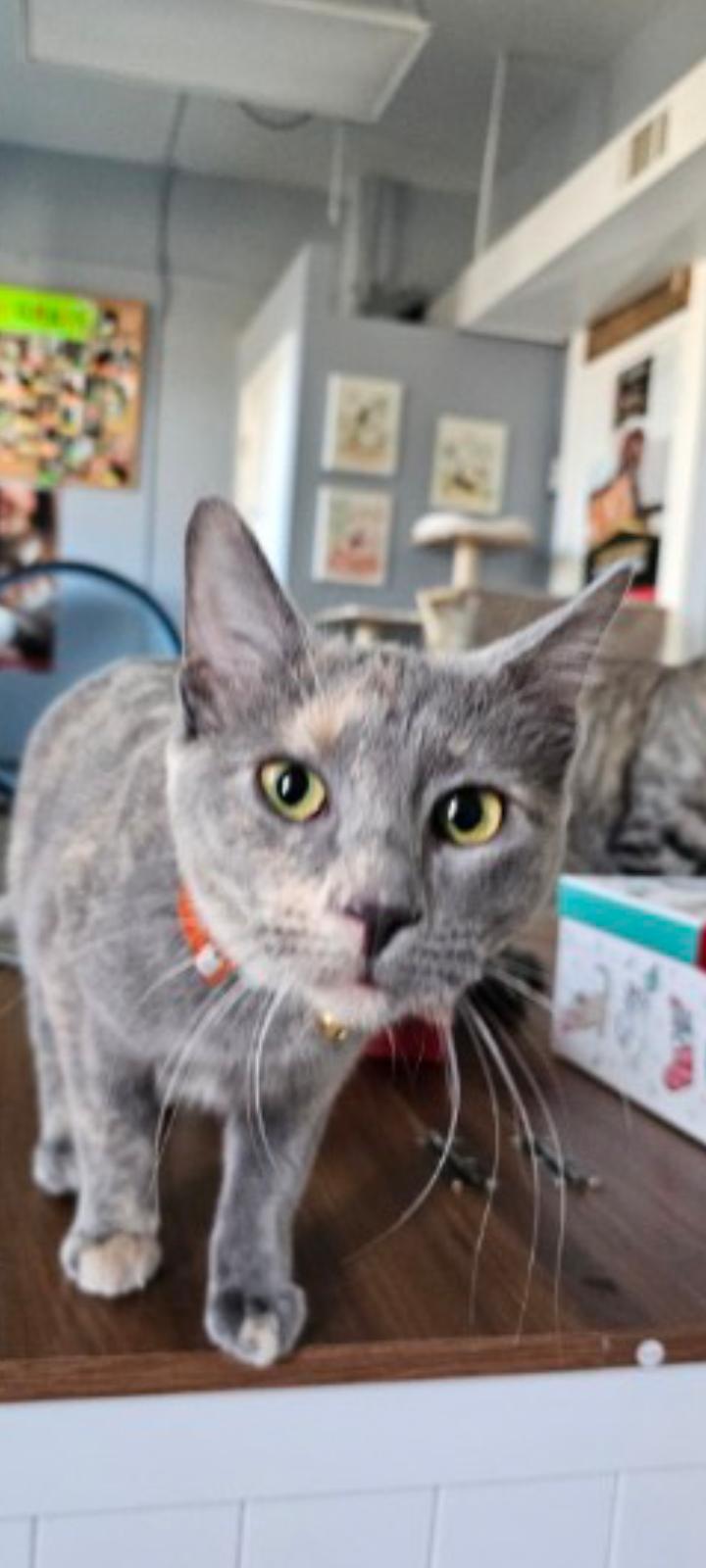 Anna, adoptable, Young Female Dilute Tortoiseshell & Siamese.