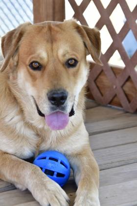Milo, Adoptable, Young Male Mixed Breed & Mixed Breed.