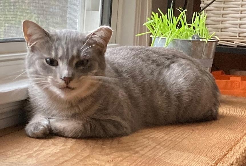 Enlarge Minnie, a Adopted Tabby in Indianapolis, IN image 4/5