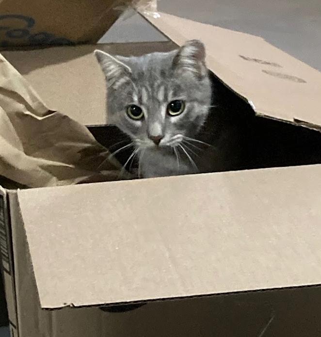 Enlarge Minnie, a Adopted Tabby in Indianapolis, IN image 1/5