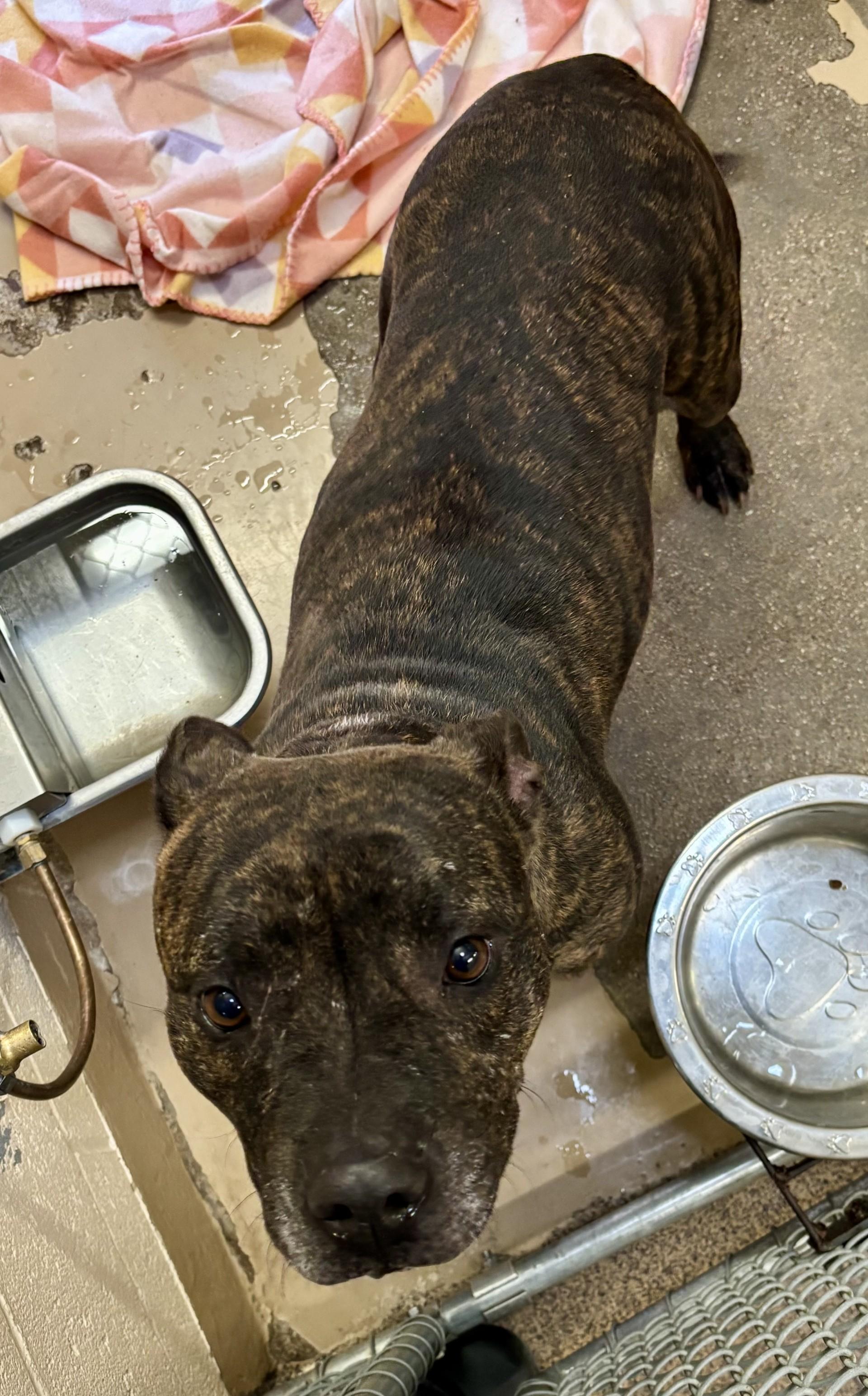 Enlarge Honey, a ADOPTABLE Pit Bull Terrier in Sierra Vista, AZ image 2/2