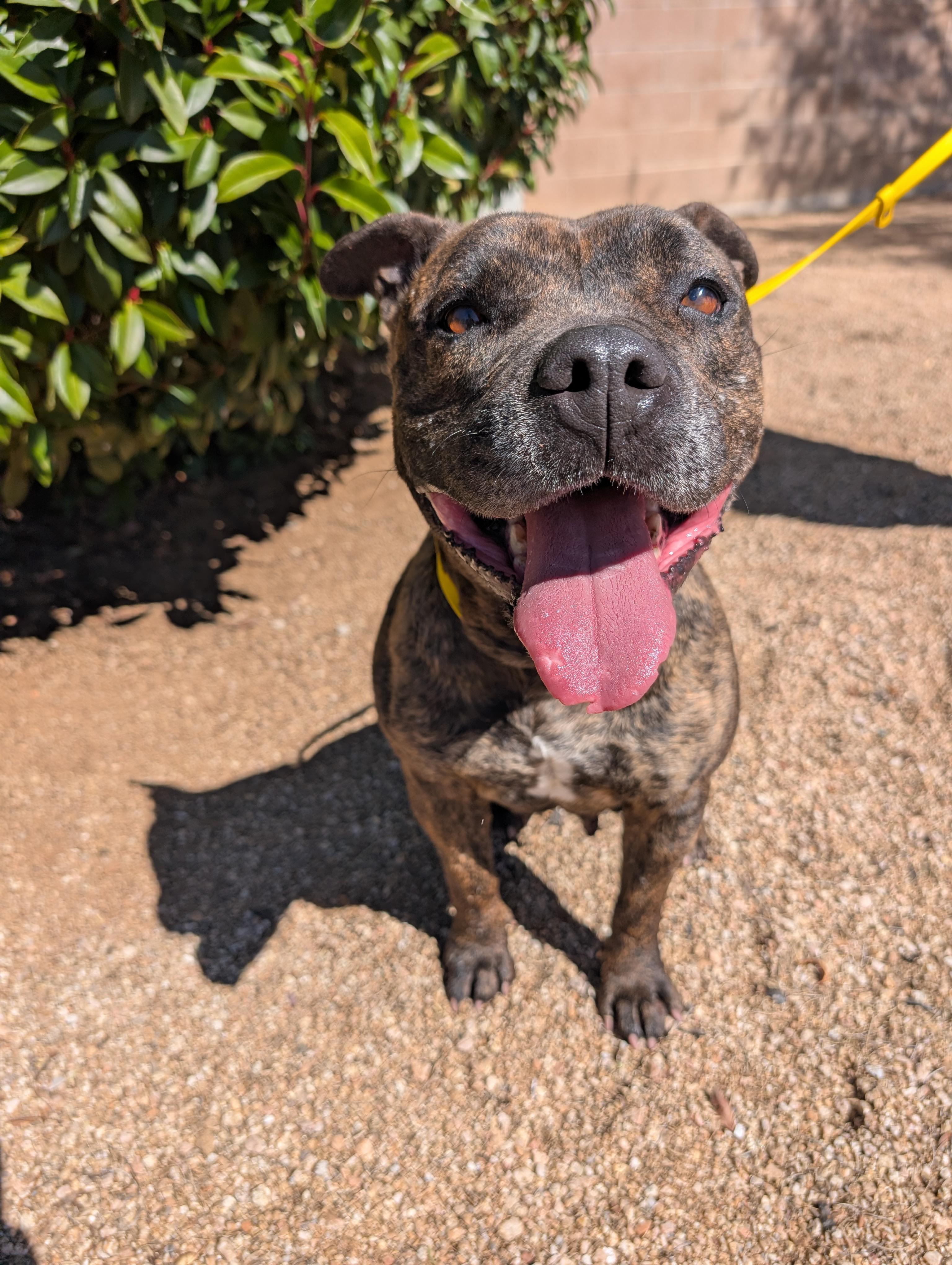 Enlarge Honey, a ADOPTABLE Pit Bull Terrier in Sierra Vista, AZ image 1/2