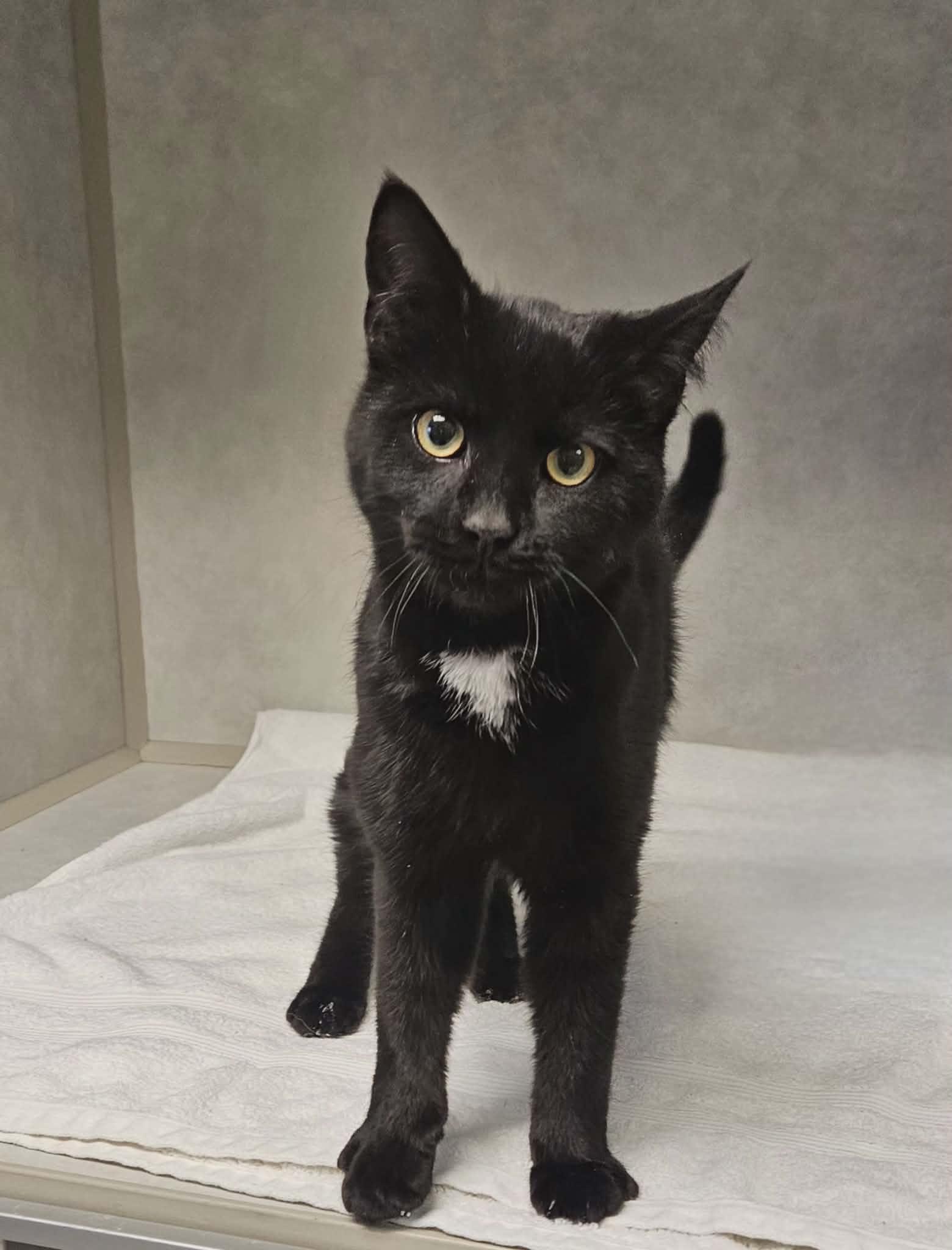 Enlarge Norman "Norm" , an adopted Domestic Short Hair in Wapakoneta, OH image 2/3